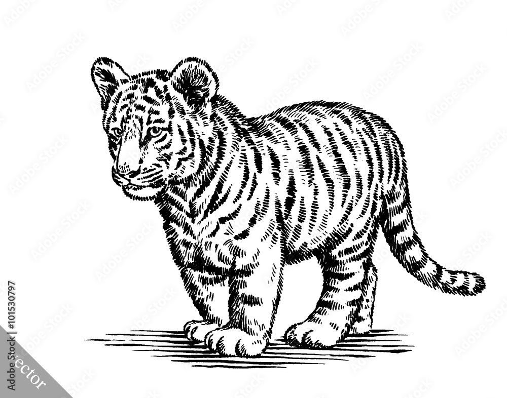 Obraz premium engrave ink draw tiger illustration