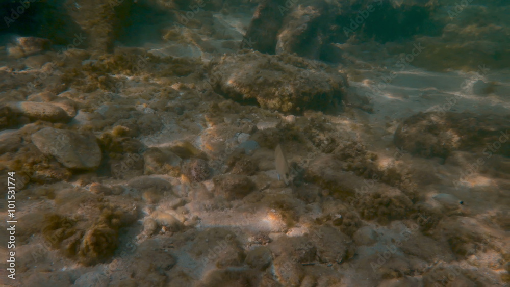 undersea swimmers and fish 4k undersea swimmers and fish 4k