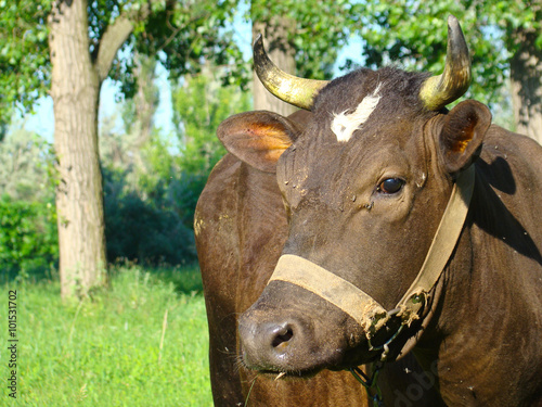 Cow on a meadow