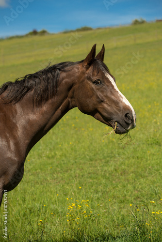 Liver chestnut horse with a white stripe  in a green grass field with yellow flowers and blue sky  eating some grass.