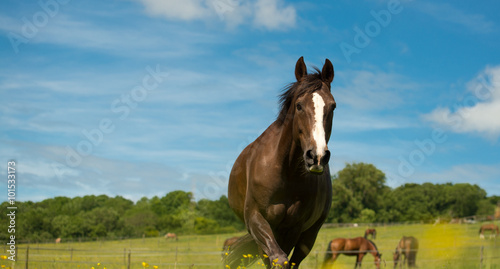 Fototapeta Naklejka Na Ścianę i Meble -  Liver chestnut horse with a white stripe, in a green grass field with yellow flowers and blue sky, eating some grass.