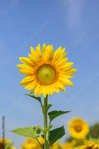 Sunflower with sky background