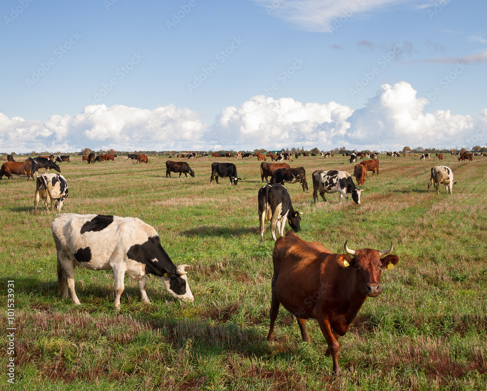 Obraz na plátně Caws in a meadow.