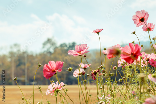 Cosmos flower blossom in garden