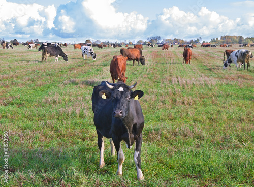 Caws in a meadow. photo