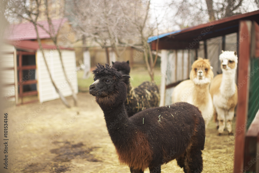 Photography alpaca in alpaca farm