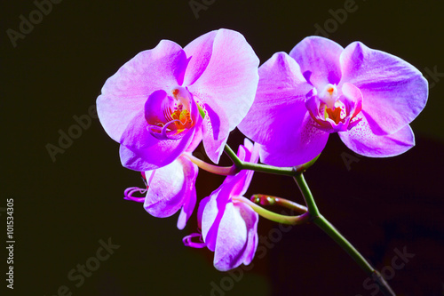 Fototapeta Naklejka Na Ścianę i Meble -  Pink cultivated orchid isolated over black background - ideal greeting card.