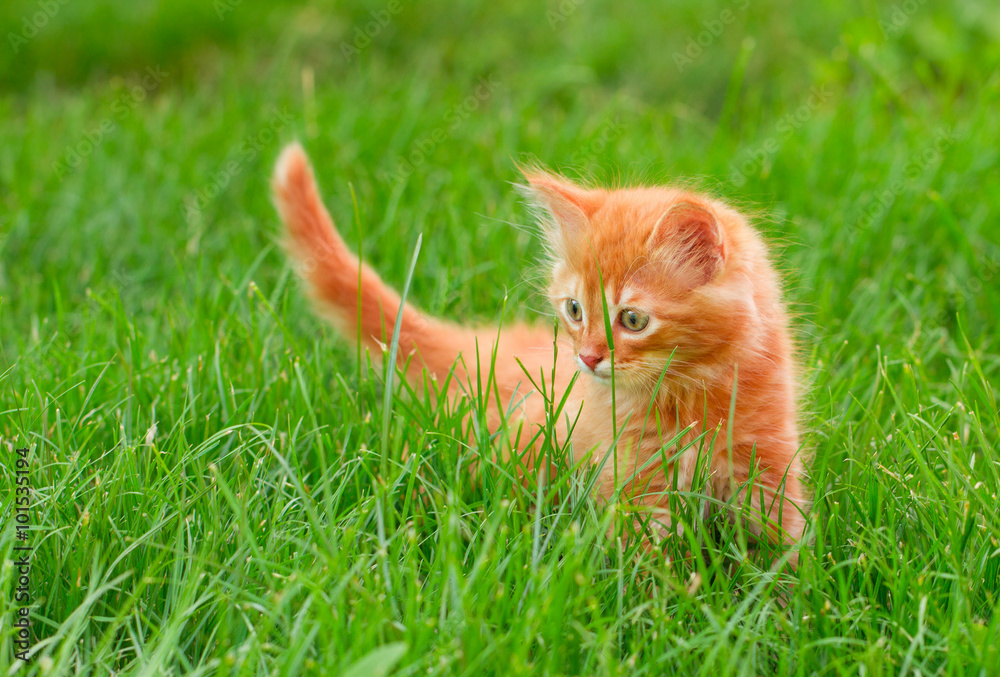 Cat in the Green Grass in Summer. Beautiful Red Kitty with Green