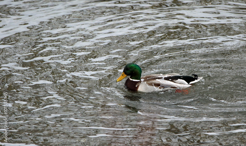 canard colvert photo