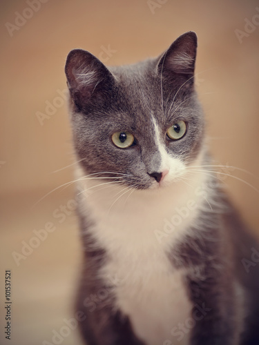 Portrait of a smoky-gray domestic cat.