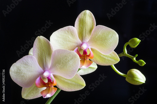Beautiful yellow orchid on black background