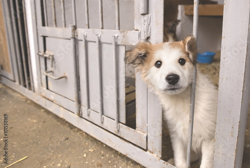 Photography dog at the shelter.