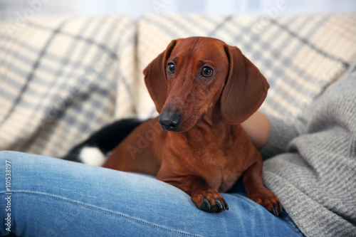 Woman with cute dachshund puppy on plaid background