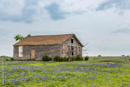 texas bluebonnet field and old barn in Ennis