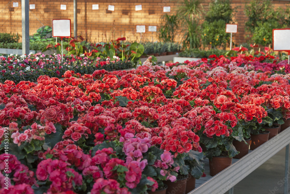 Φωτογραφία begonia in shop for greenhouse cultivation of indoor flowers