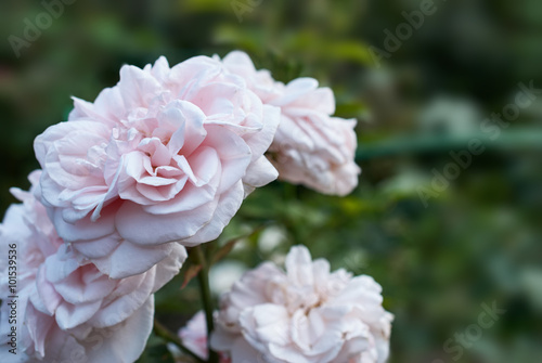 white rose on a blurred background.