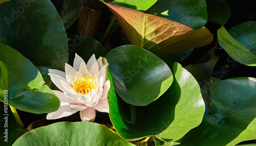 blooming water lilies. photo