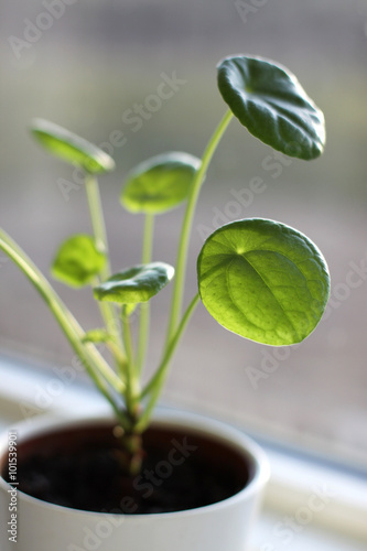 Indoor plant photo