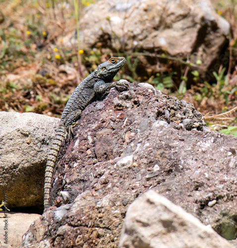 Lizard in the natural environment of Turkey.