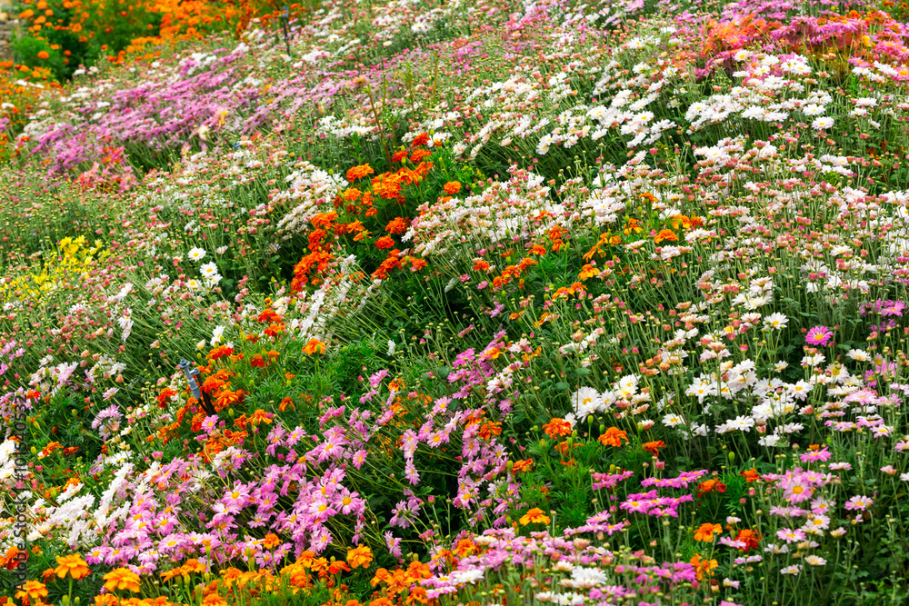 Garden flowers background