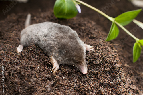 Mole out of soil photo