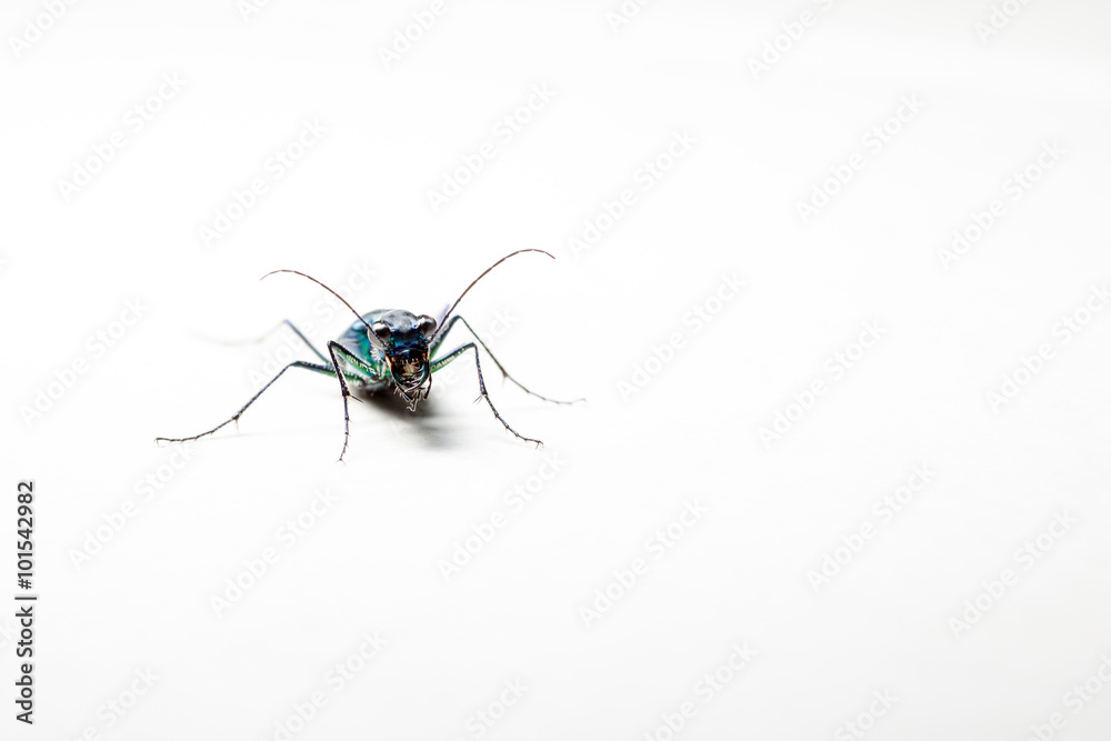 green beetle whit reflection green beetle whit reflection