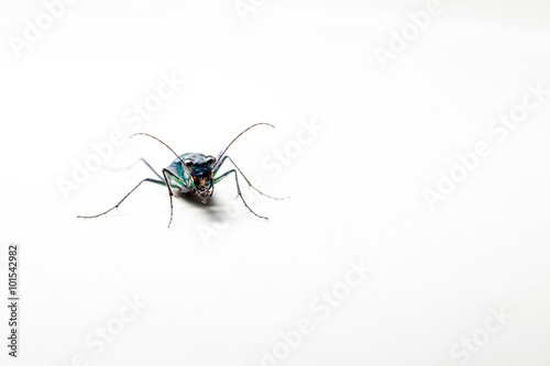 green beetle whit reflection © denboma