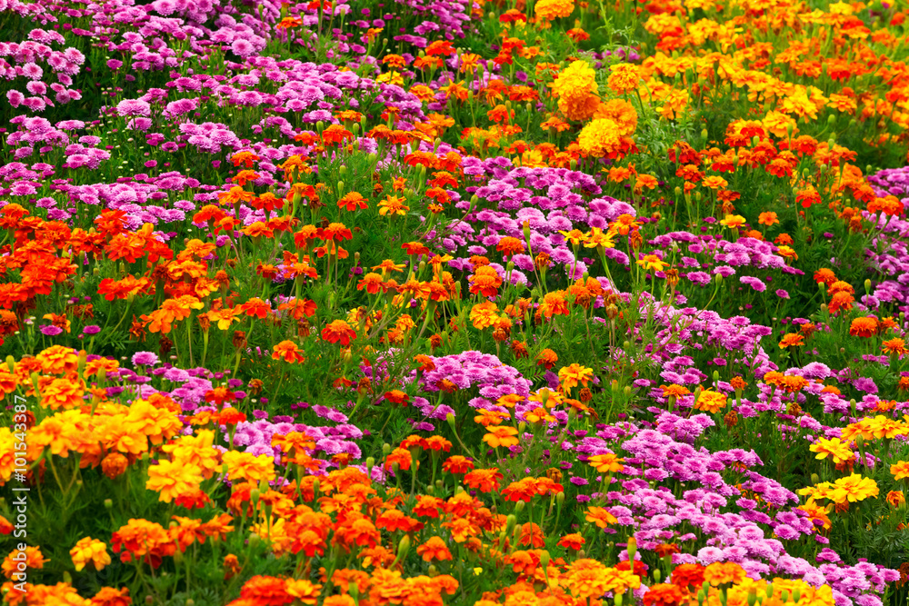 Garden flowers background