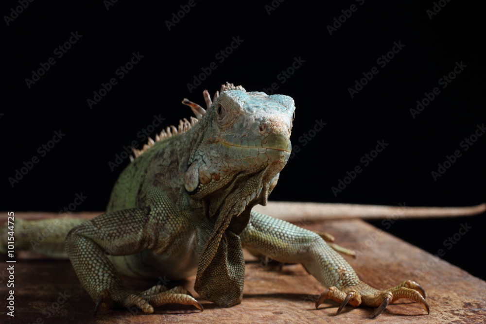 Obraz premium Iguana