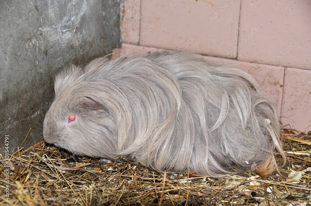 Grey long haired guinea pig best sale