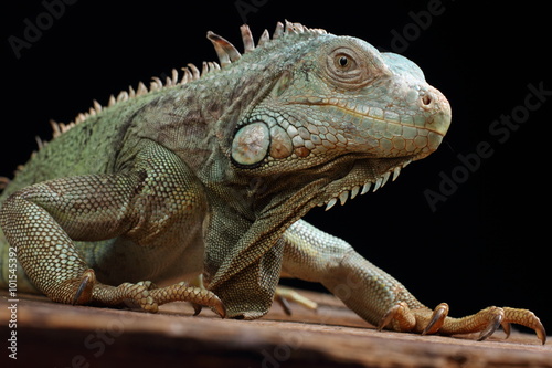 Iguana © Igor Gromoff