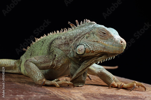 Iguana © Igor Gromoff