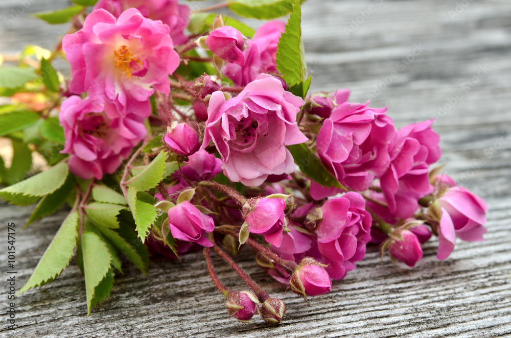 Bunch of pink roses on a wooden background