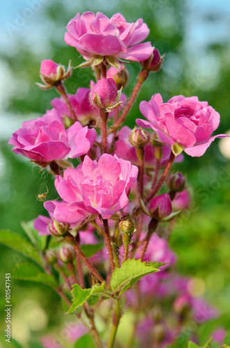 Bush of pink roses growing in a garden