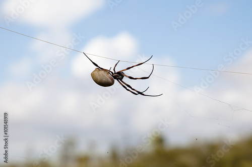Golden Silk Orb Weaver Spider (Nephila Edulis) - Pilbara - Australia