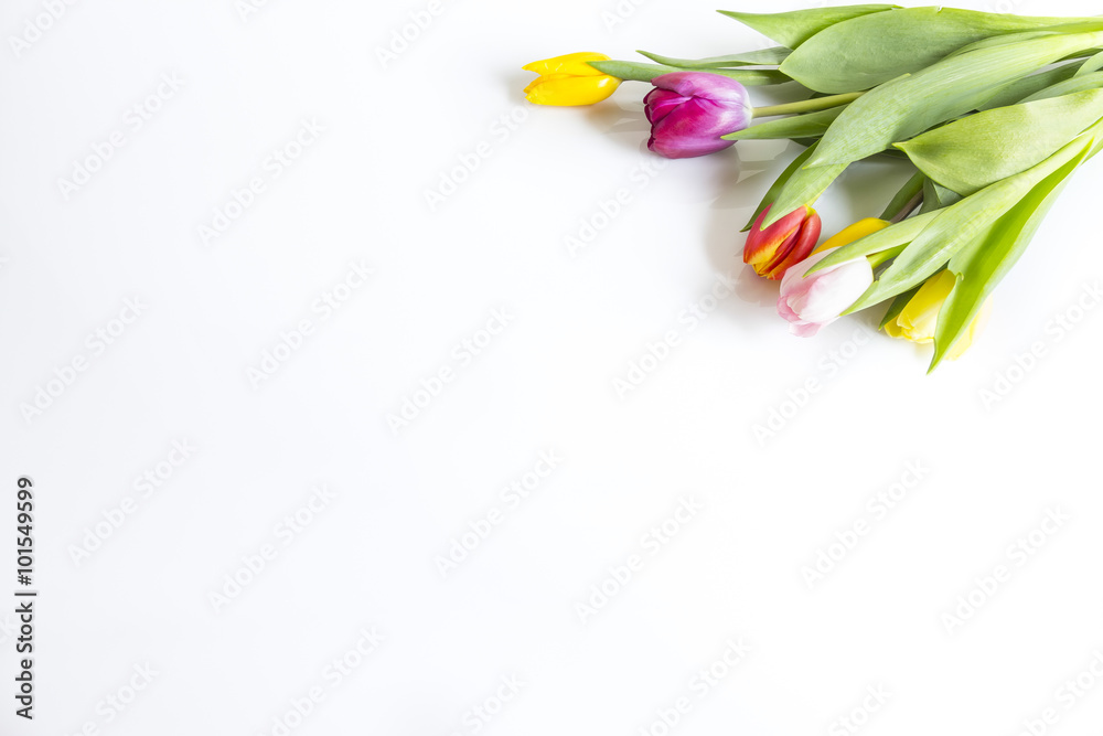 Obraz premium Tulipany na białym tle
