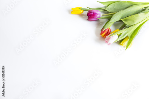Tulipany na białym tle