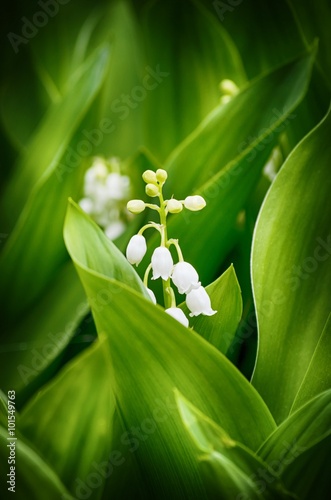 Lily of the Valley