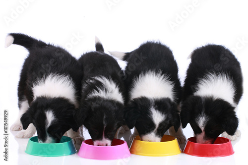 Vászonkép Vier Border Collie Welpen am Futternapf