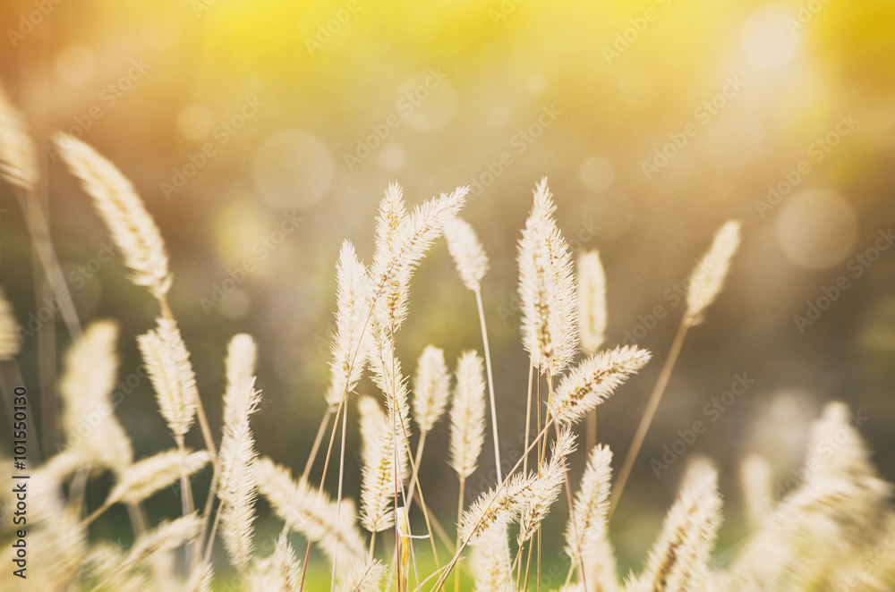 Fototapeta premium Sunny Rural Meadow