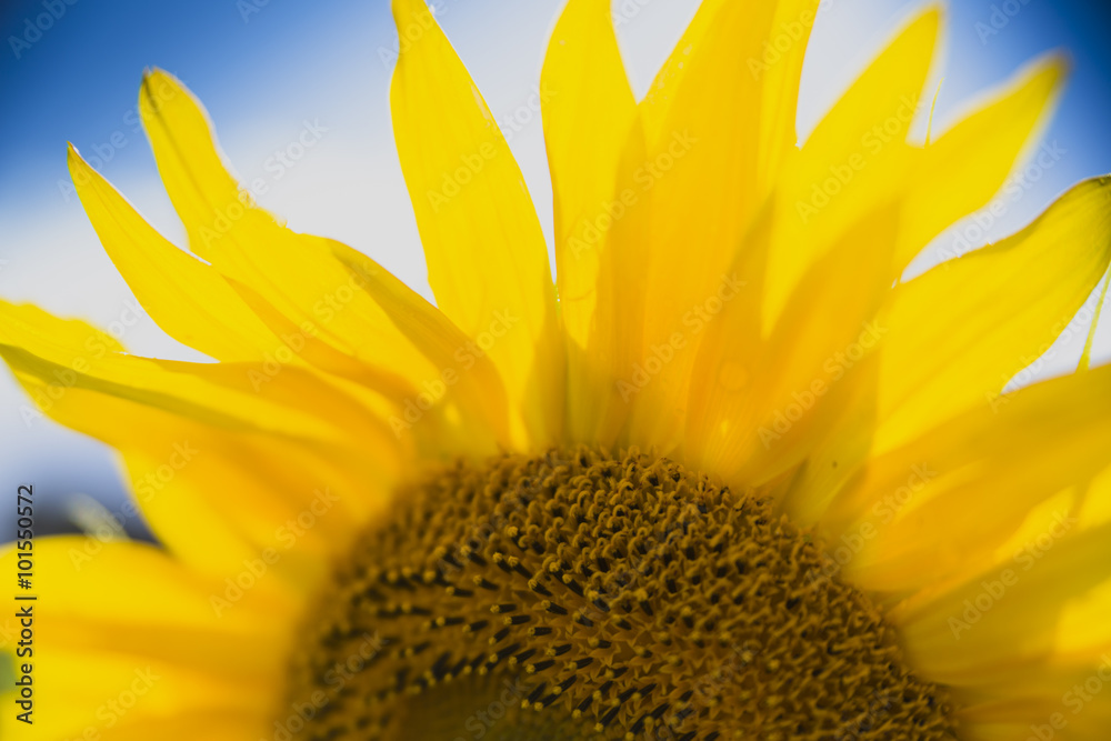 Naklejka premium Full bloom sunflower field