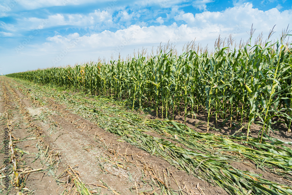 Corn maize green stems unripe on field Corn maize green stems unripe on field