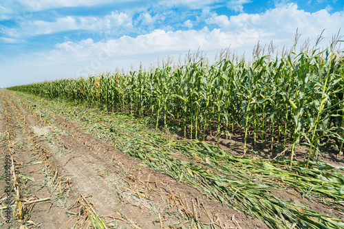 Corn maize green stems unripe on field