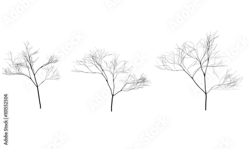 Collection of trees silhouettes without leaves. Branches