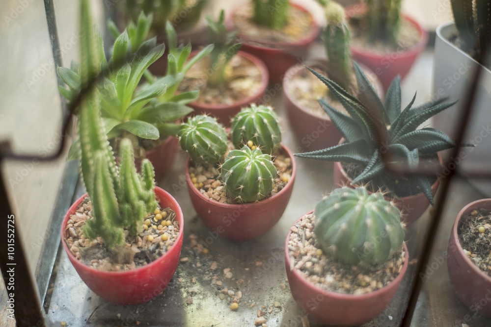 Cactus in coffee shop Cactus in coffee shop