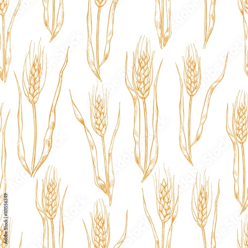 Vector hand drawn wheat ears seamlless pattern.