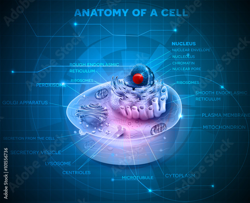 Cell structure