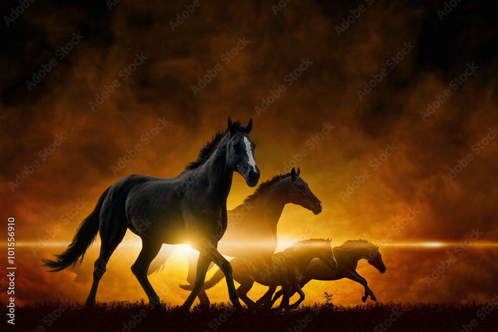 Fototapeta premium Cztery biegające czarne konie