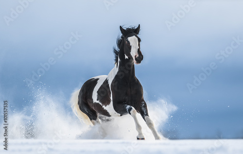 Galloping American Paint horse in snow