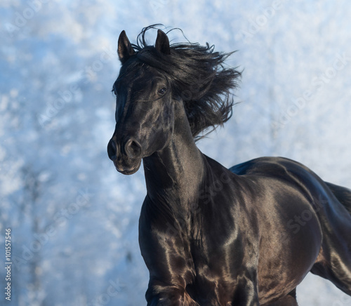 Black purebred stallion - portrait in motion